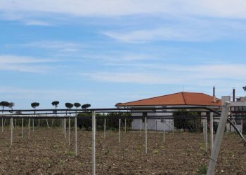 Terreno - Rustico contrada San Nicola, Rocca Imperiale - foto 20