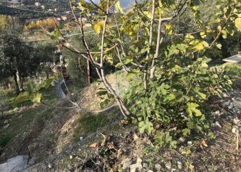 Building land Via Nazionale, Imperia - photo 12