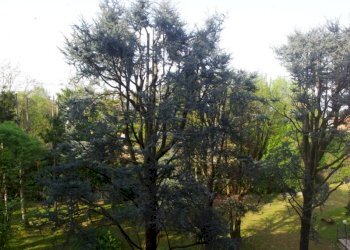 Vista - Quadrilocale via dei Salici, 23, Gallarate - foto 7