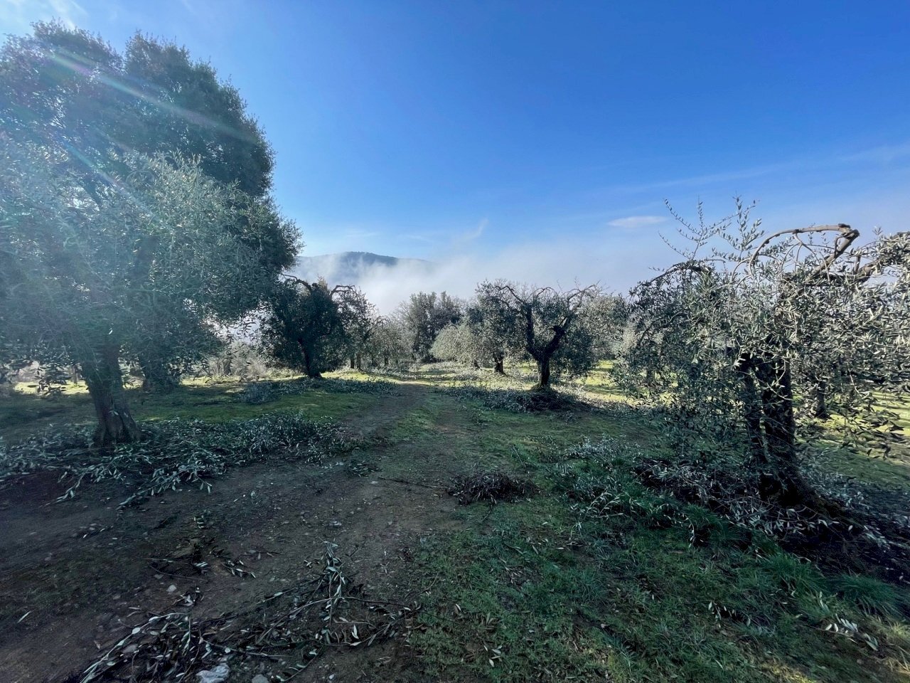 IMG_9473.jpg - Terreno agricolo Via Gorami snc, Magione - foto 2