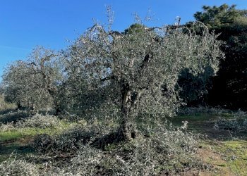 IMG_9474.jpg - Terreno agricolo Via Gorami snc, Magione - foto 4