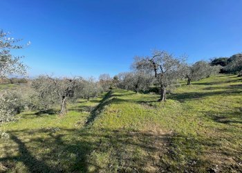 IMG_9476.jpg - Terreno agricolo Via Gorami snc, Magione - foto 6