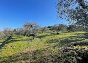 IMG_9477.jpg - Terreno agricolo Via Gorami snc, Magione - foto 7