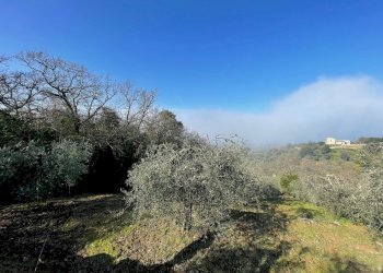 IMG_9478.jpg - Terreno agricolo Via Gorami snc, Magione - foto 8