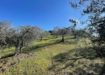 IMG_9479.jpg - Terreno agricolo Via Gorami snc, Magione - foto 9