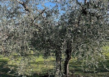 IMG_9480.jpg - Terreno agricolo Via Gorami snc, Magione - foto 10