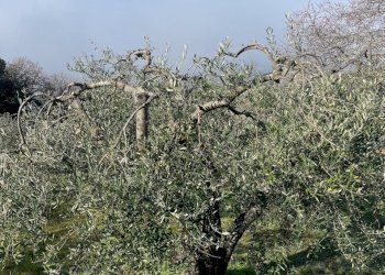 IMG_9481.jpg - Terreno agricolo Via Gorami snc, Magione - foto 11