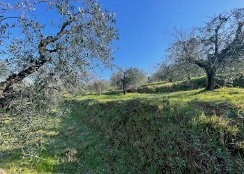 IMG_9482.jpg - Terreno agricolo Via Gorami snc, Magione - foto 12