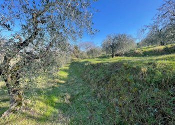 IMG_9483.jpg - Terreno agricolo Via Gorami snc, Magione - foto 13