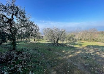 IMG_9487.jpg - Terreno agricolo Via Gorami snc, Magione - foto 15