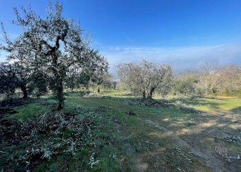 IMG_9488.jpg - Terreno agricolo Via Gorami snc, Magione - foto 16