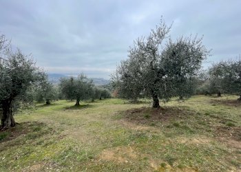 IMG_9014.jpg - Terreno agricolo Via Gorami snc, Magione - foto 1