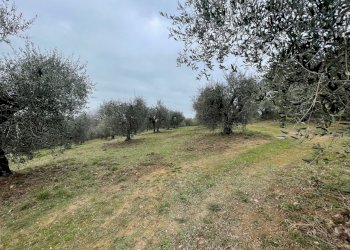 IMG_9015.jpg - Terreno agricolo Via Gorami snc, Magione - foto 17