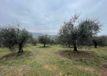 IMG_9016.jpg - Terreno agricolo Via Gorami snc, Magione - foto 18