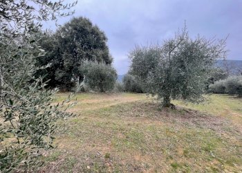 IMG_9017.jpg - Terreno agricolo Via Gorami snc, Magione - foto 19