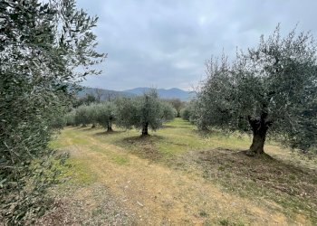 IMG_9018.jpg - Terreno agricolo Via Gorami snc, Magione - foto 20