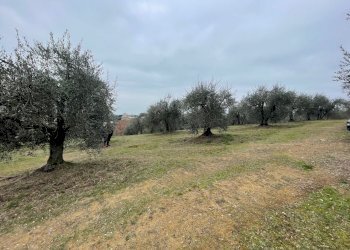 IMG_9019.jpg - Terreno agricolo Via Gorami snc, Magione - foto 21
