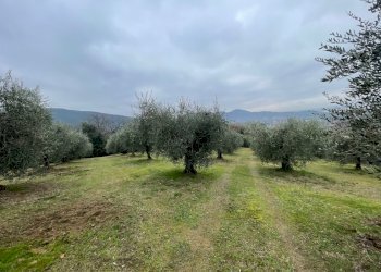IMG_9020.jpg - Terreno agricolo Via Gorami snc, Magione - foto 22
