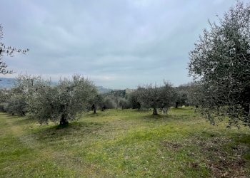 IMG_9021.jpg - Terreno agricolo Via Gorami snc, Magione - foto 23