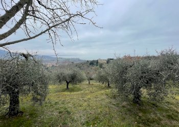 IMG_9023.jpg - Terreno agricolo Via Gorami snc, Magione - foto 25