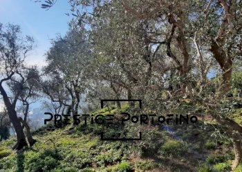 Casale Zoagli - foto 5