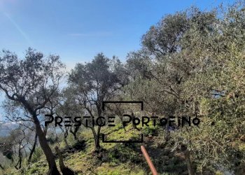 Casale Zoagli - foto 6