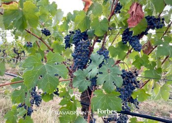 Terreno edificabile Località Valbissera, San Colombano al Lambro - foto 38