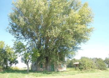 albero - Rustico via Lame, Argelato - foto 10