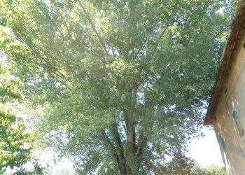 alberone - Rustico via Lame, Argelato - foto 16