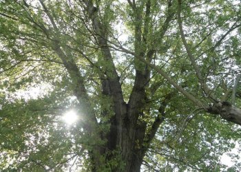 QUERCIA - Rustico via Lame, Argelato - foto 21