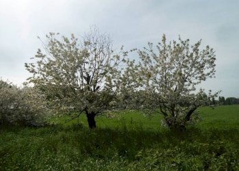 ALBERI - Rustico via Lame, Argelato - foto 22