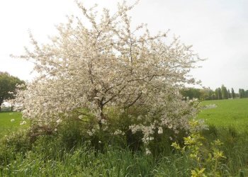 ALBERI - Rustico via Lame, Argelato - foto 23