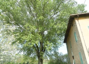 ALBERO - Rustico via Lame, Argelato - foto 25