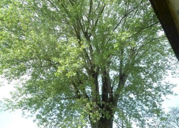 ALBERO - Rustico via Lame, Argelato - foto 31