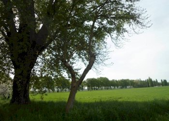 ALBERO - Rustico via Lame, Argelato - foto 37