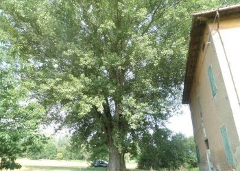 albero - Rustico via Lame, Argelato - foto 44