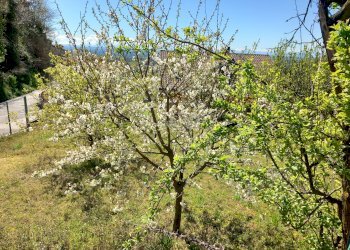 Casa indipendente Castelnuovo Don Bosco - foto 23