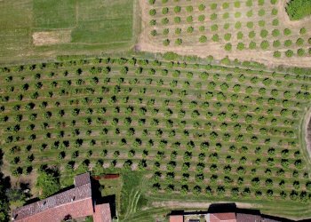 Agricultural land Salita al Castello, Verzuolo - photo 2