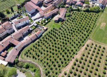 Agricultural land Salita al Castello, Verzuolo - photo 4
