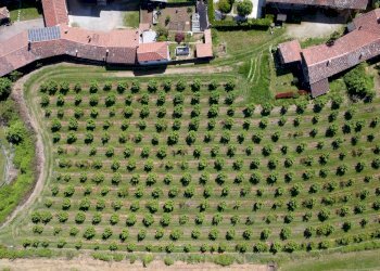 Agricultural land Salita al Castello, Verzuolo - photo 8