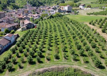 Agricultural land Salita al Castello, Verzuolo - photo 9