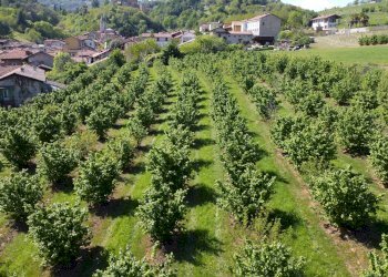 Agricultural land Salita al Castello, Verzuolo - photo 11