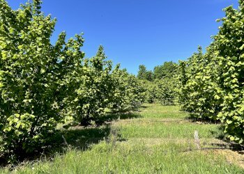 Agricultural land Salita al Castello, Verzuolo - photo 12