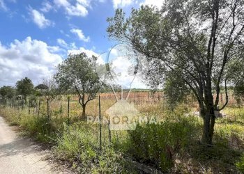 Terreno agricolo Contrada Cassarà, Partinico - foto 4