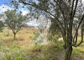 Terreno agricolo Contrada Cassarà, Partinico - foto 7