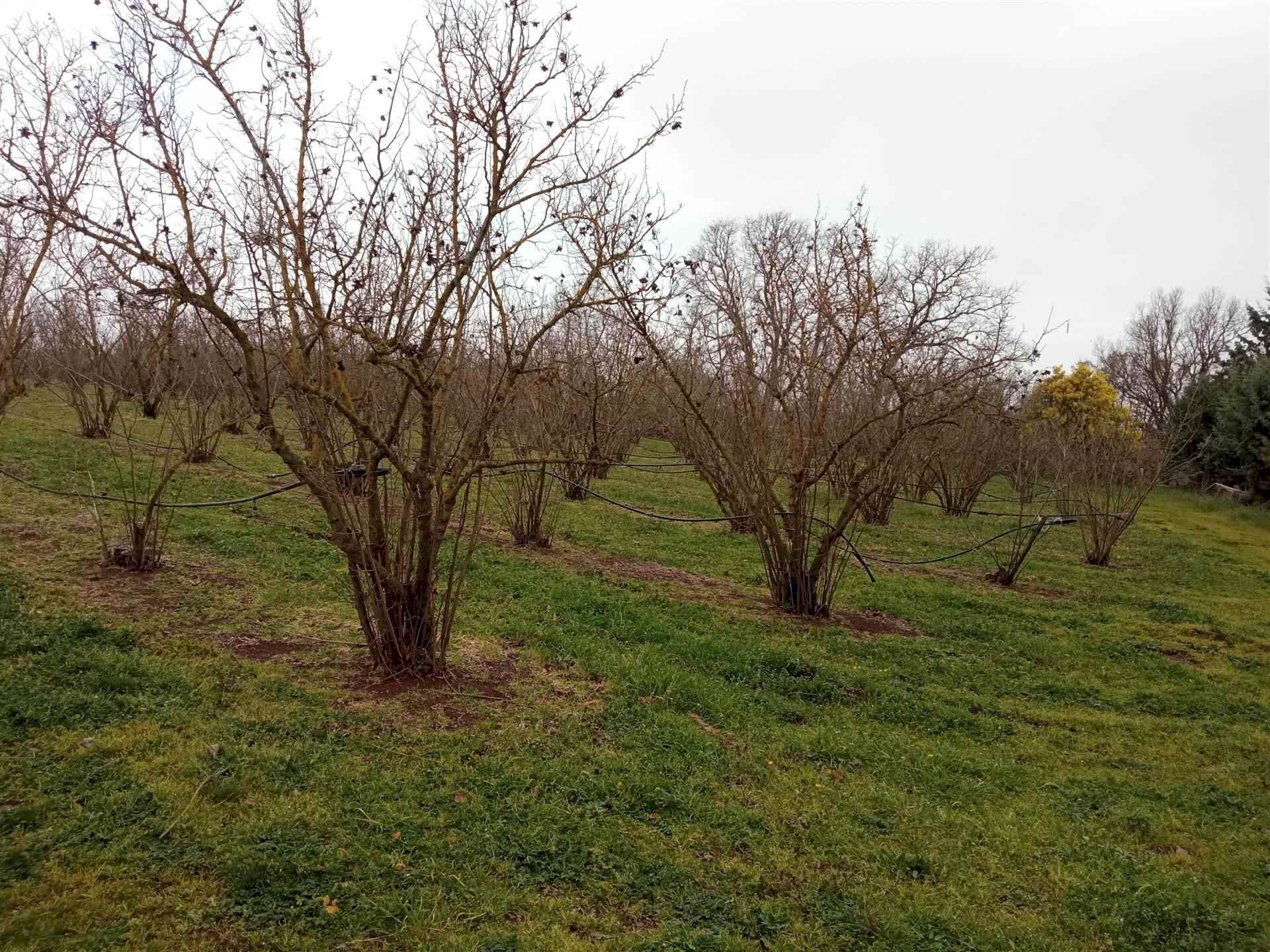Terreno agricolo -, Vetralla - foto 3