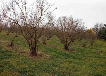 Terreno agricolo -, Vetralla - foto 3