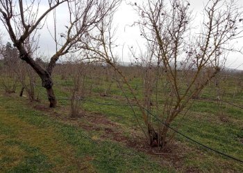 Terreno agricolo -, Vetralla - foto 4