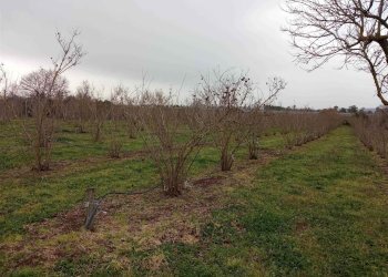 Terreno agricolo -, Vetralla - foto 5