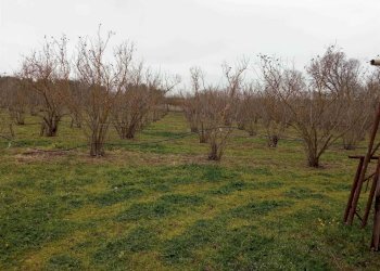 Terreno agricolo -, Vetralla - foto 6